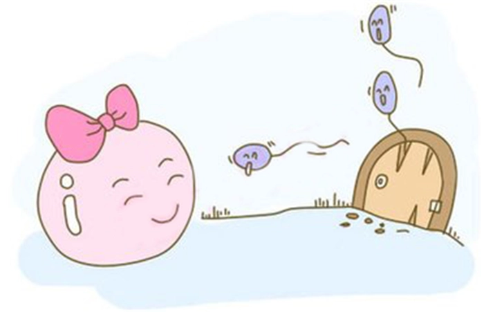 子宫内膜和卵泡的成长经历